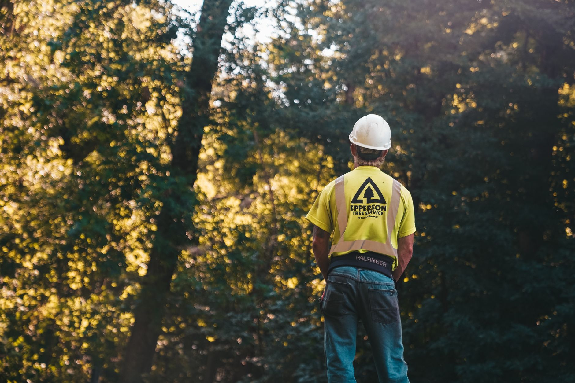 Tree Removal – Marion