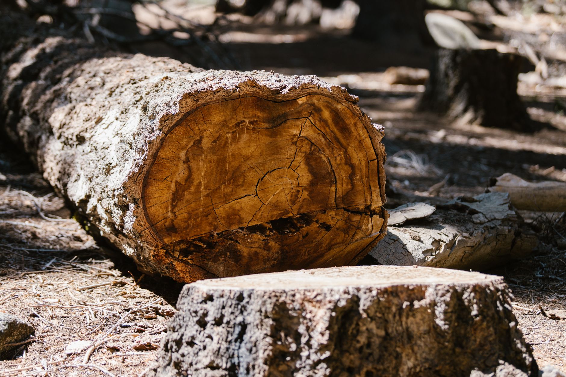 Stump Grinding – Marion