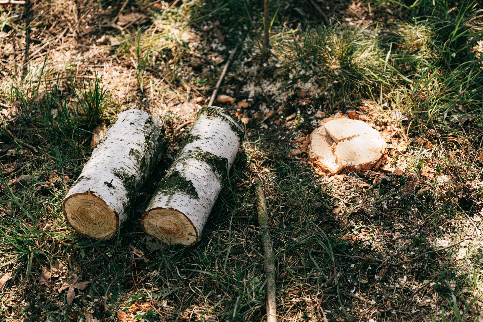 Storm Clean-Up – Marion