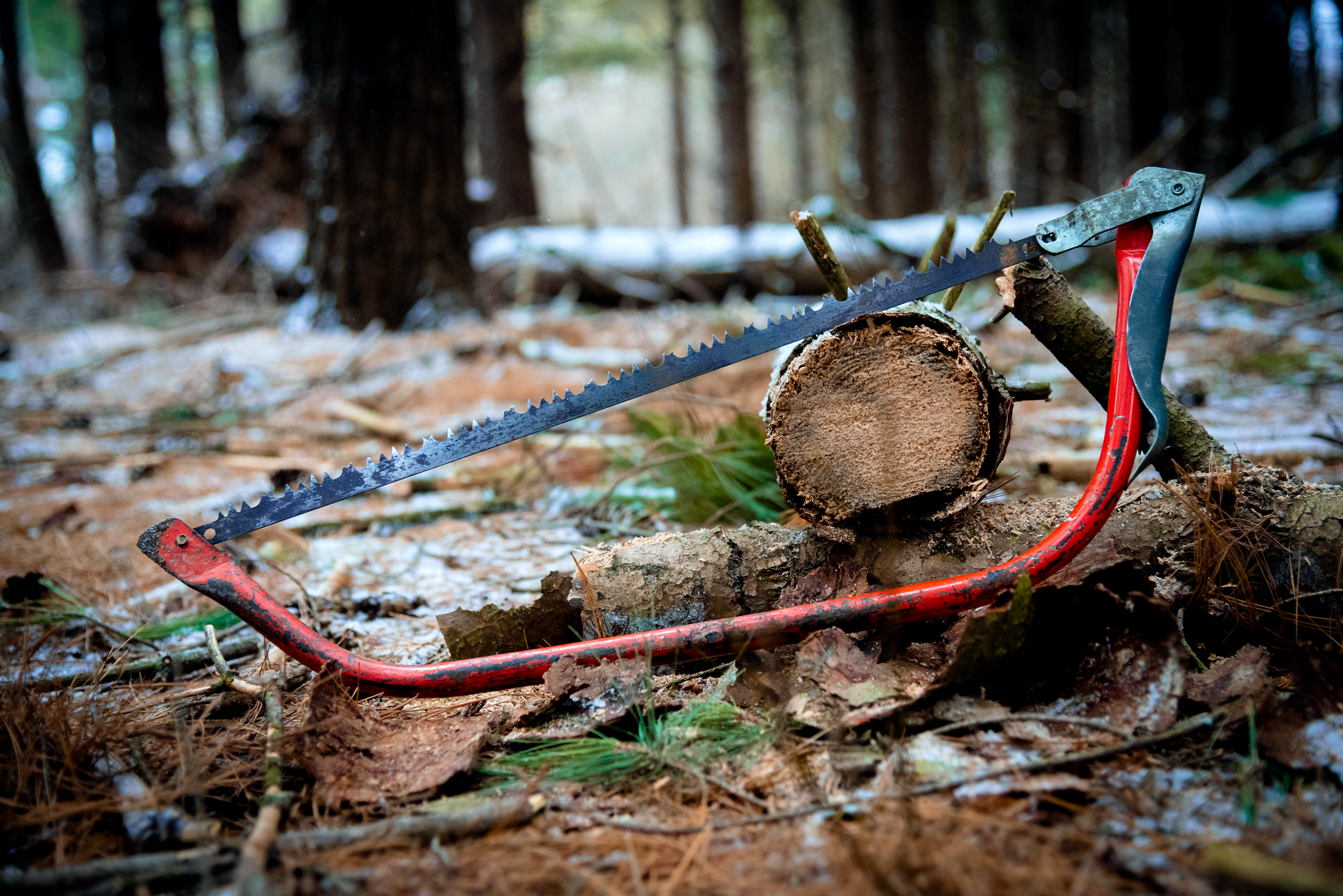 Deadwood Pruning – Marion